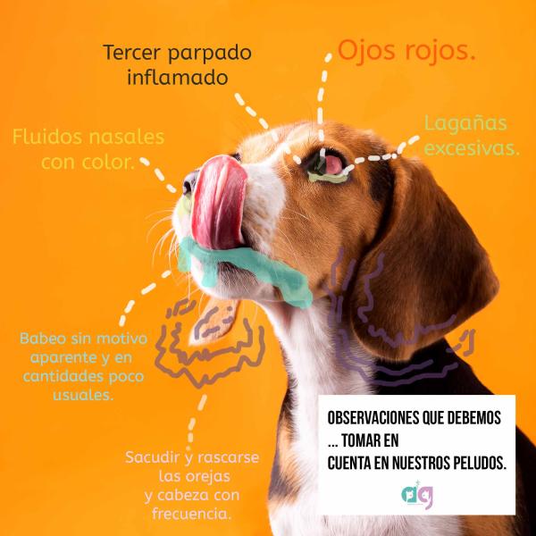 Anuncio Servicios Veterinarios